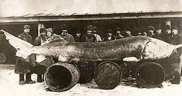 The Black River Monster (1911, 1951) 4 Black River Monster