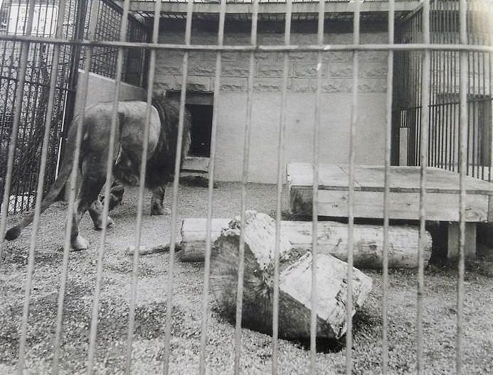 Thompson Park Zoo - Zoo New York (1920 - Present) 3 Tim the Lion at Thompson Park Zoo