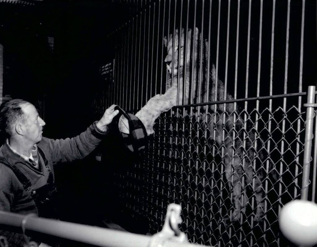 Thompson Park Zoo - Zoo New York (1920 - Present) 2 Thompson Park Zoo