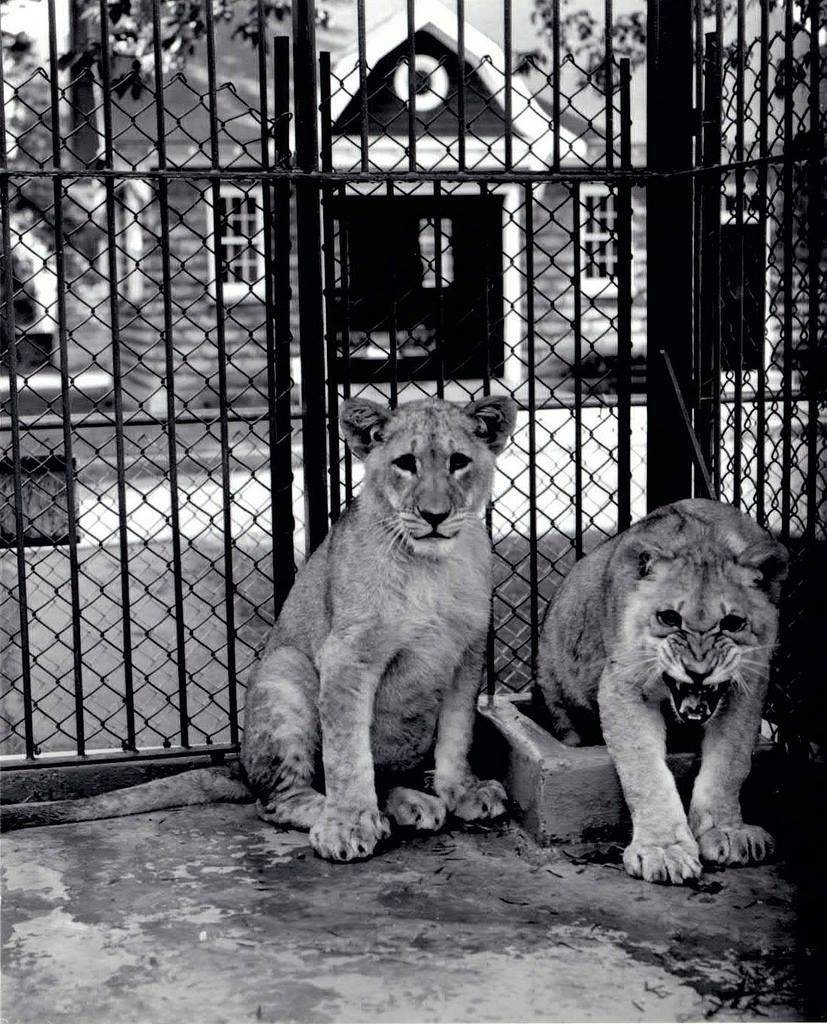 Thompson Park Zoo - Zoo New York (1920 - Present) 5 Thompson Park Zoo lion cubs